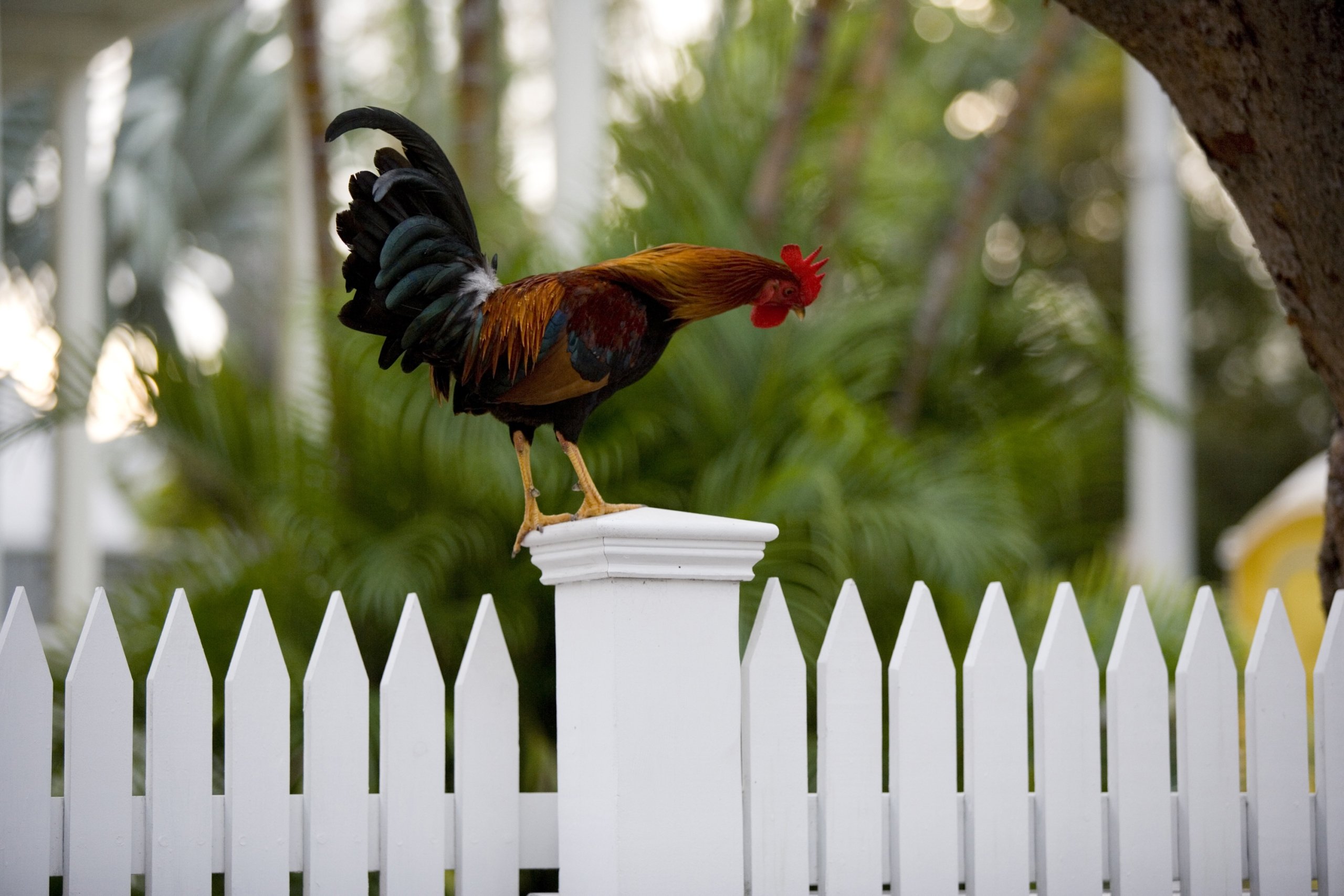 Chicken standing on the white post of a picket fence