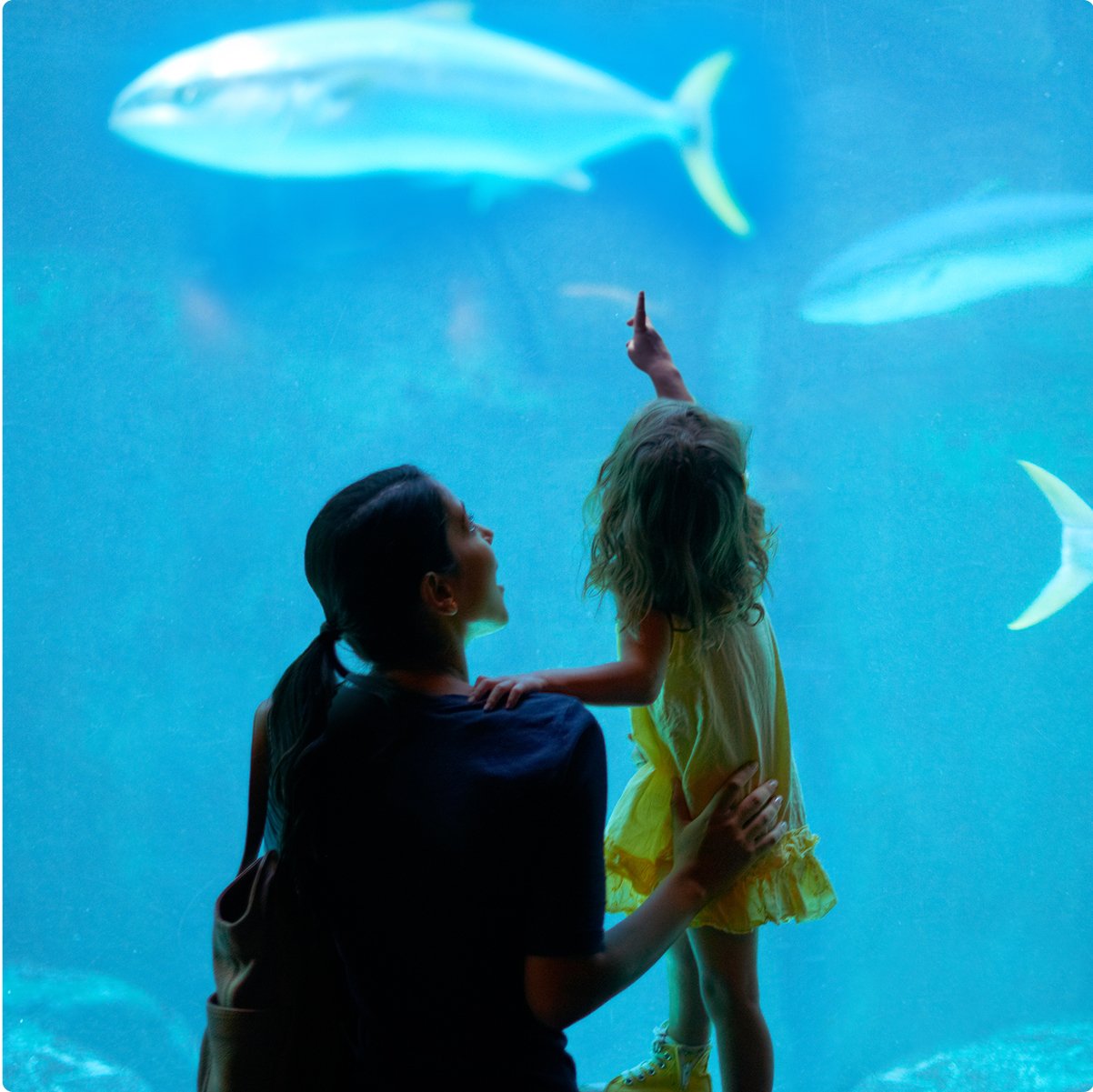 Mother and daughter pointing at fish at Dry Tortugas