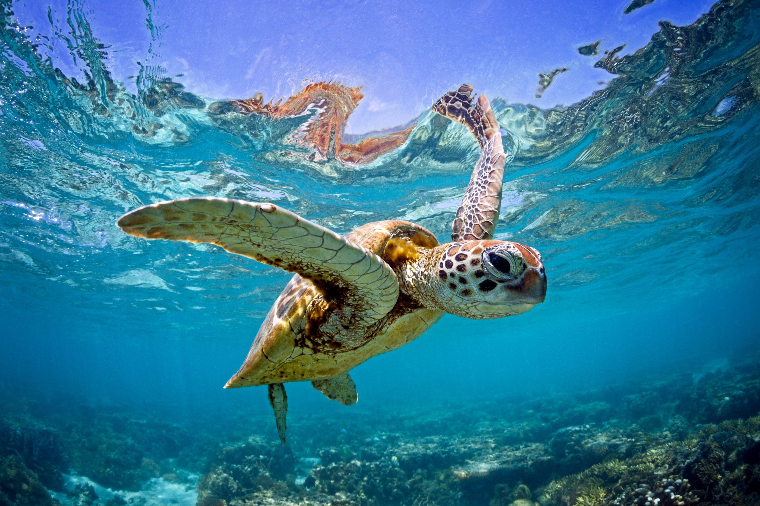 A sea turtle plunges in the ocean