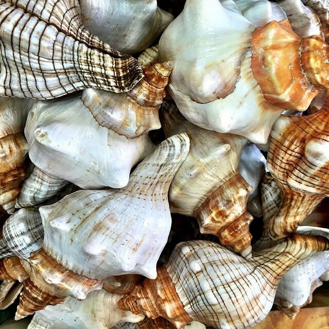 Sea shells