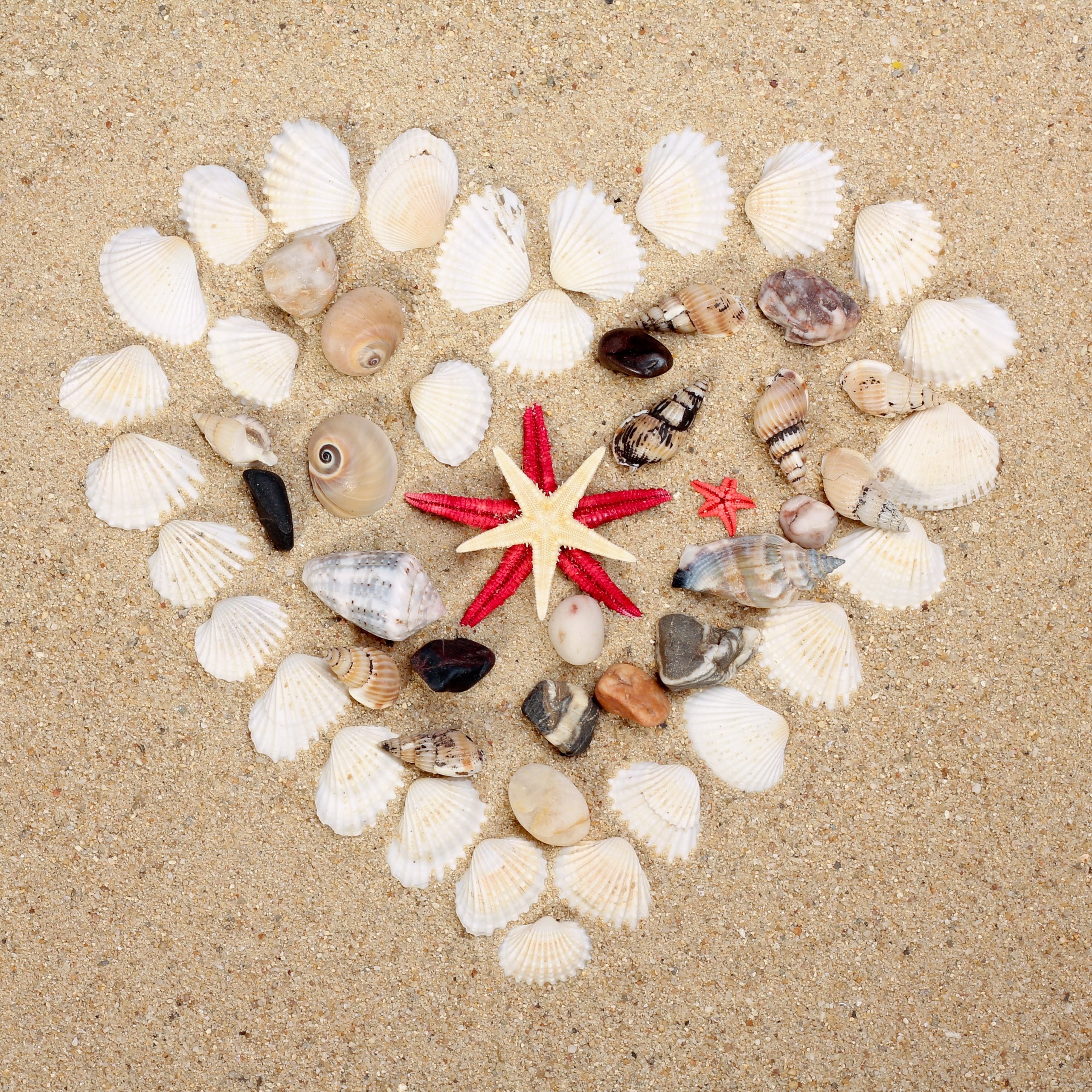 Heart made of seashells