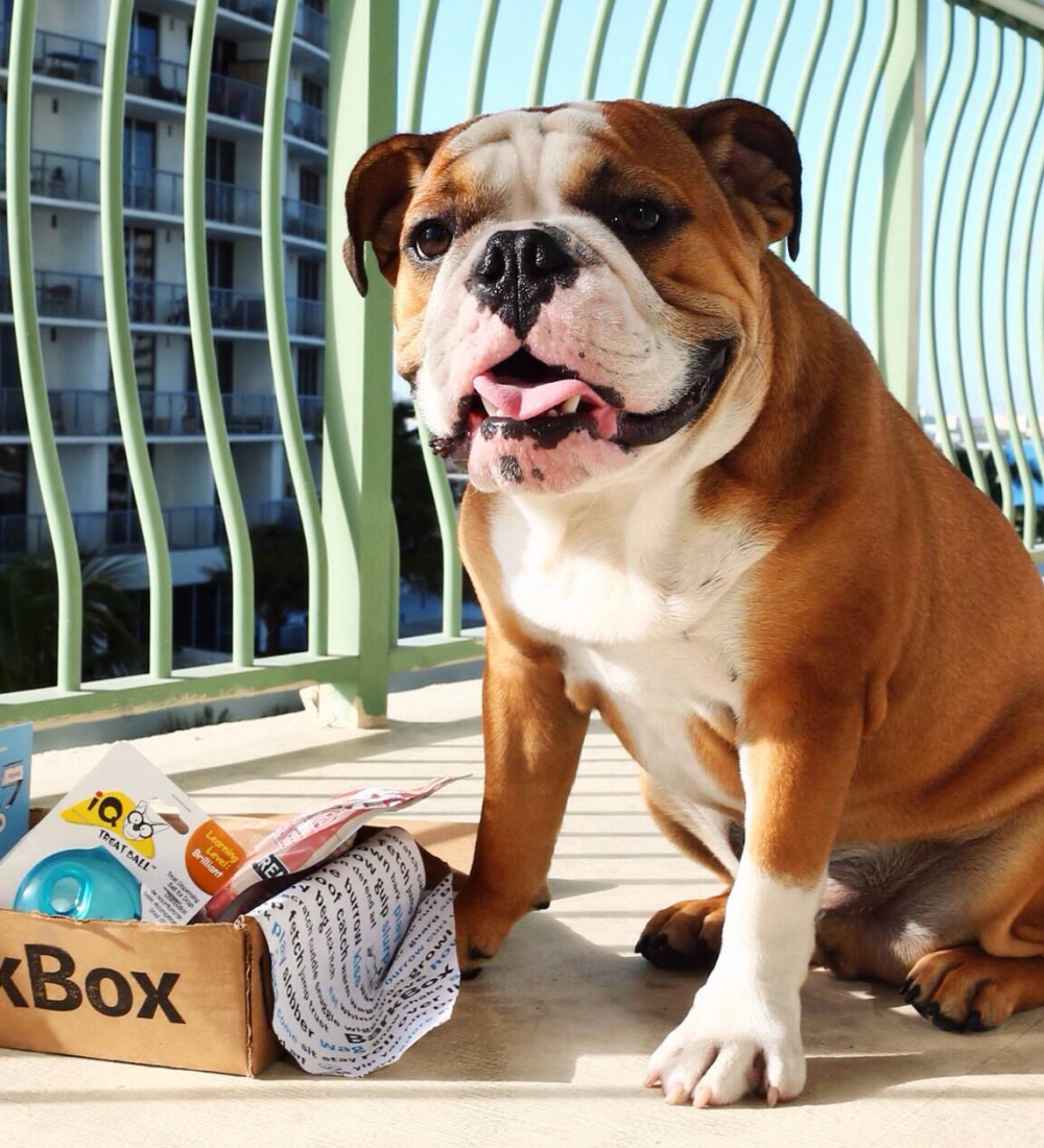 Dog and BarkBox