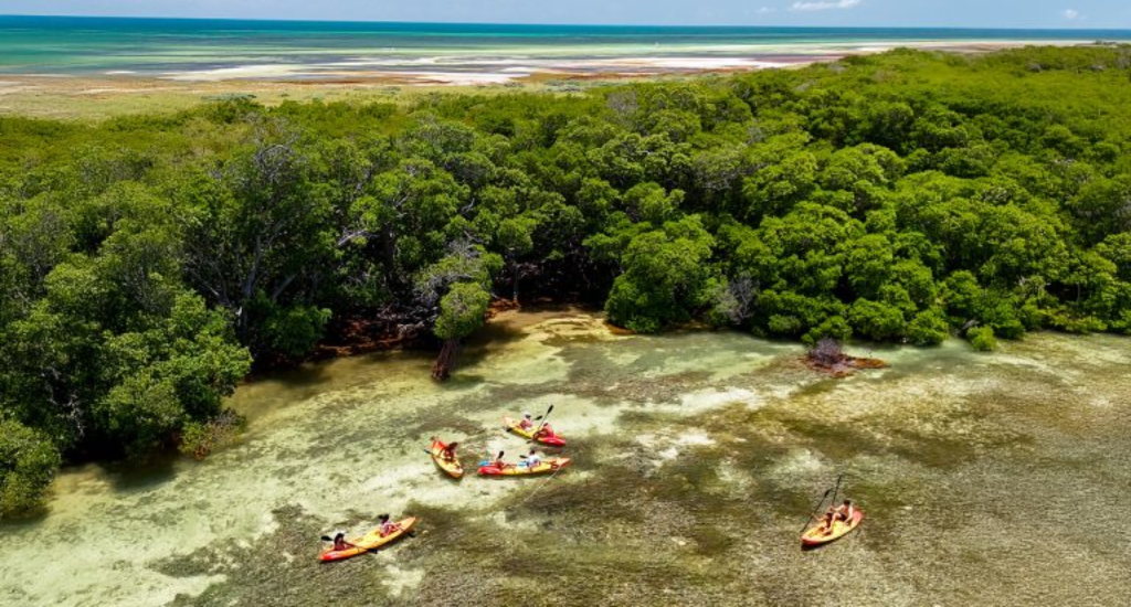Kayakers paddling through calm mangrove flats and clear shallow water near Key West.