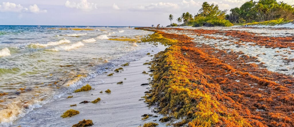 Clear water at Fort Zachary Taylor beach, one of Key West's best beaches for avoiding sargassum