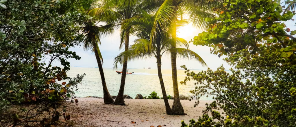 Palm trees silhouetted along the Key West shoreline beneath a warm tropical sky