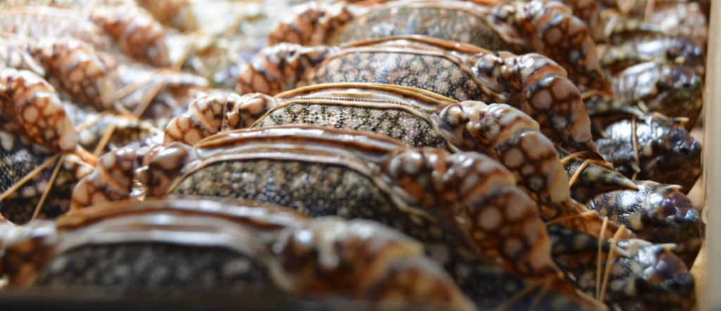 Fresh crabs arranged at a seafood market counter