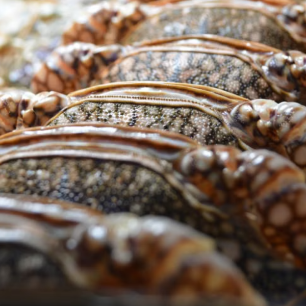 Fresh crabs arranged at a seafood market counter